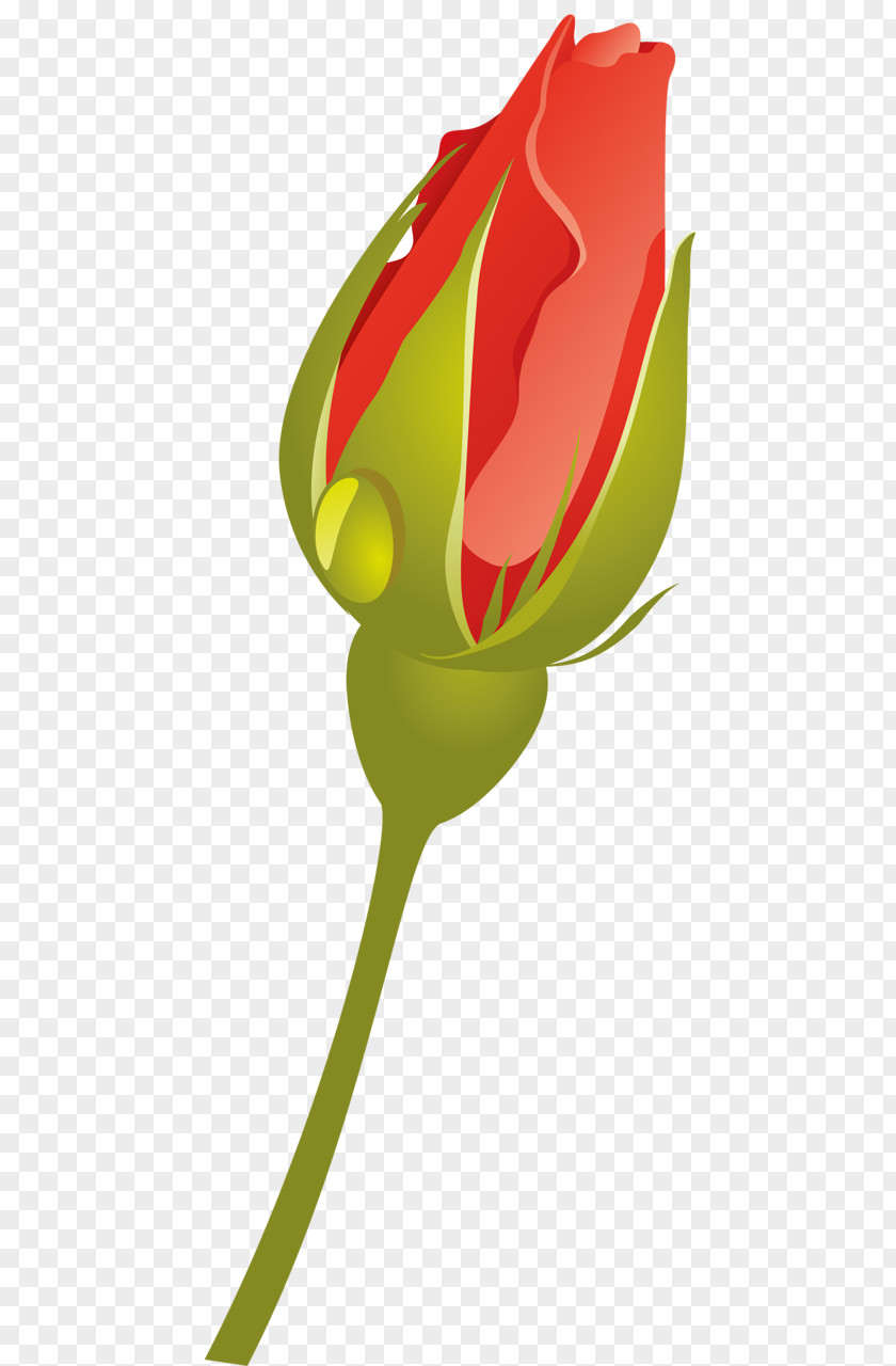 Tulip Rose Family Clip Art Plant Stem PNG