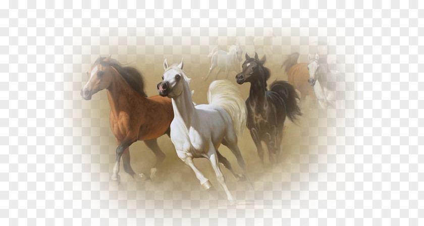 Horse Western Algeria Painting Painter Art PNG