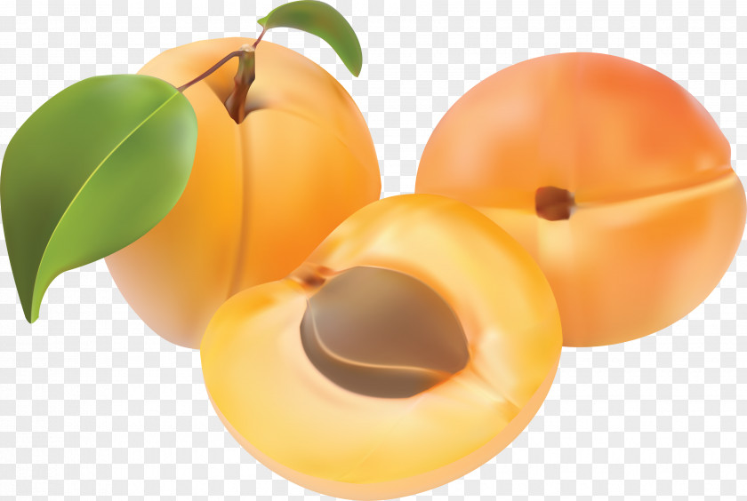 Peach Image Apricot Clip Art PNG