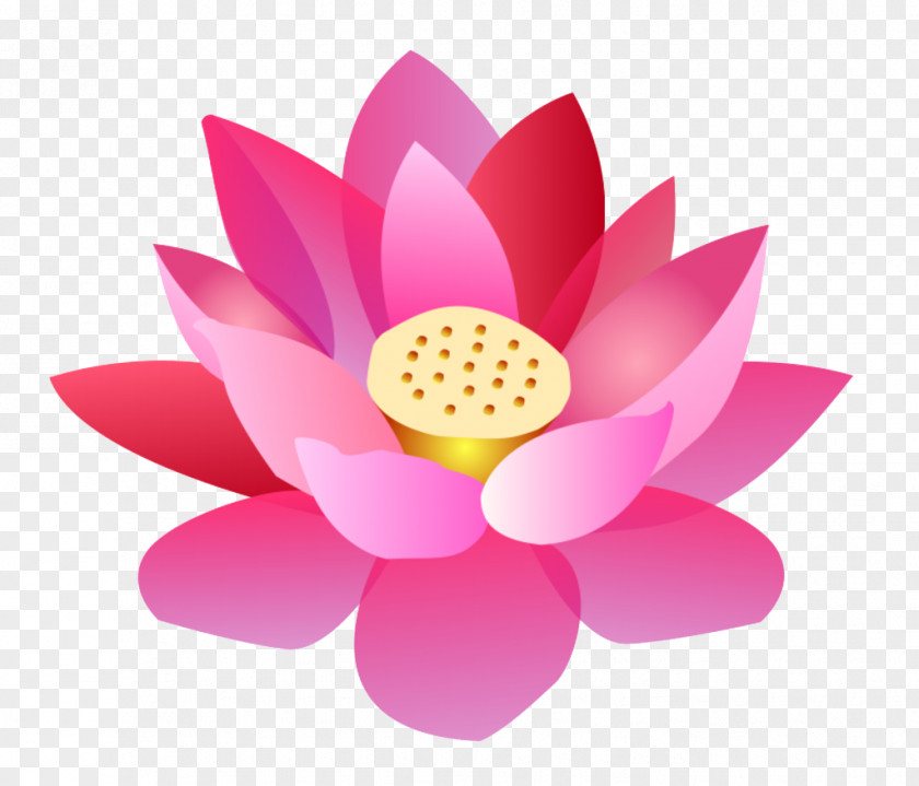 2017 Lotus Nelumbo Nucifera Cartoon Flower PNG