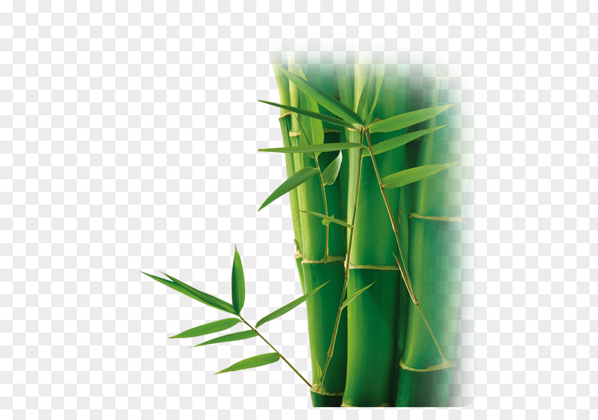 Bamboo Bamboe Download Computer File PNG
