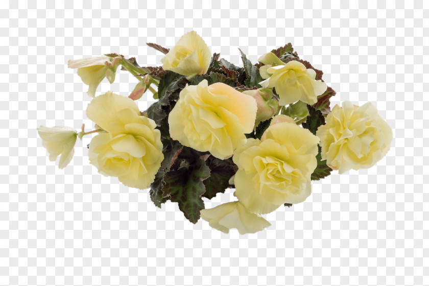 Fragrant Garden Roses Cut Flowers White Color PNG