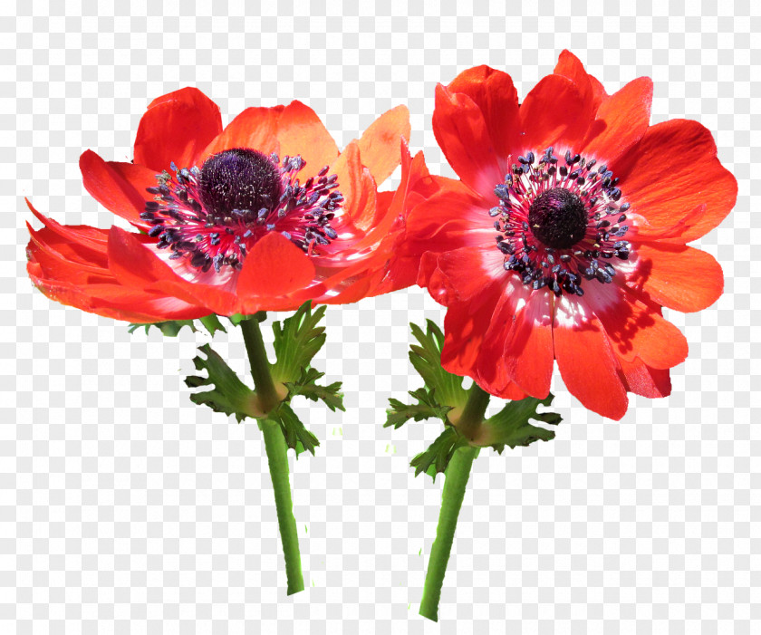 Anemone Flag Cut Flowers Image Safflower PNG