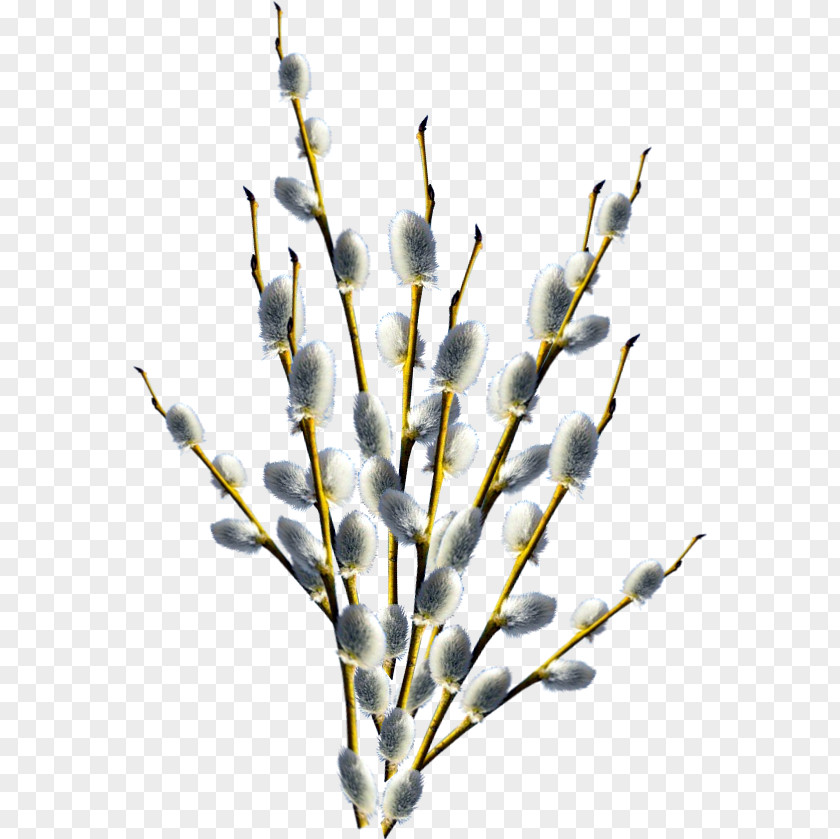 Branch Tree Twig PNG