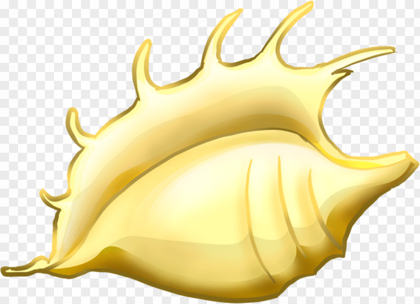 Hand-painted Conch Mollusc Shell Drawing Clip Art PNG