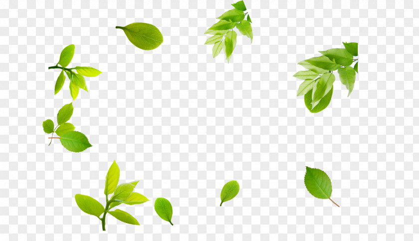 Leaves Branch Leaf Template Pattern PNG