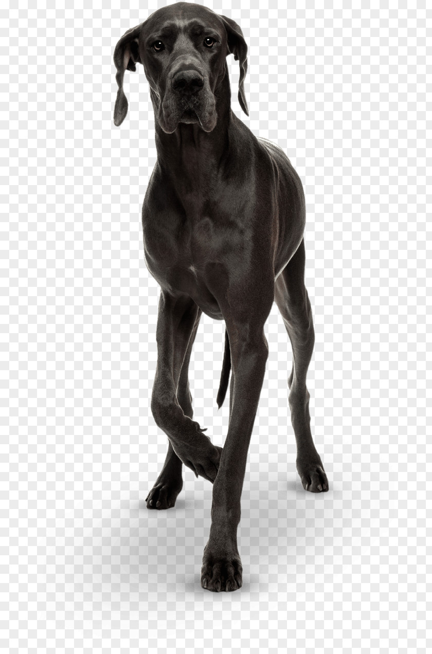 Puppy Great Dane Cane Corso Dog Breed Giant George PNG