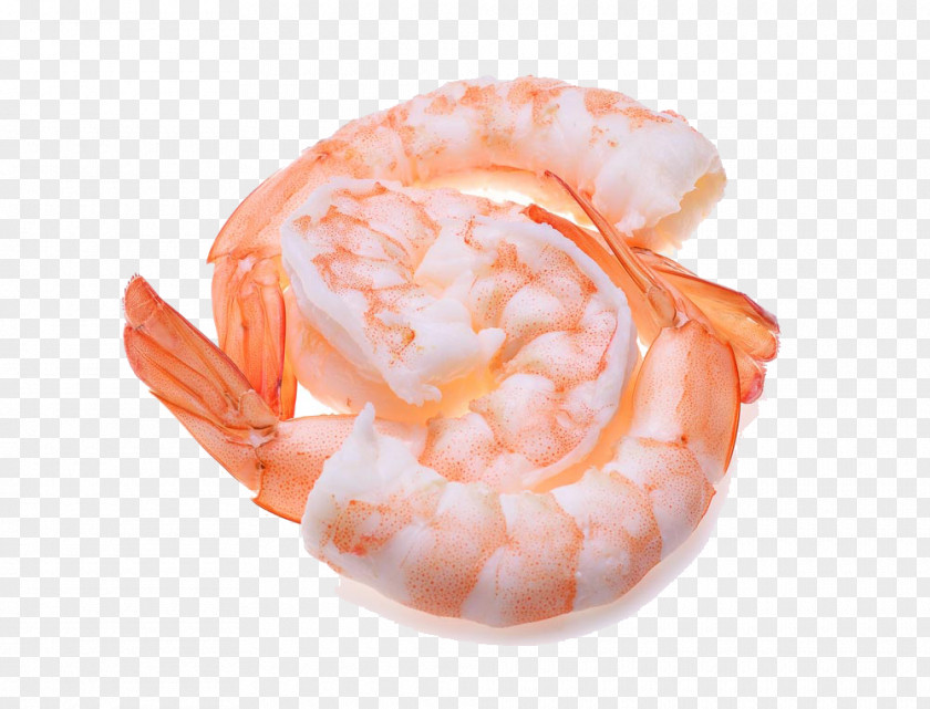 Shrimp Caridea Orange PNG