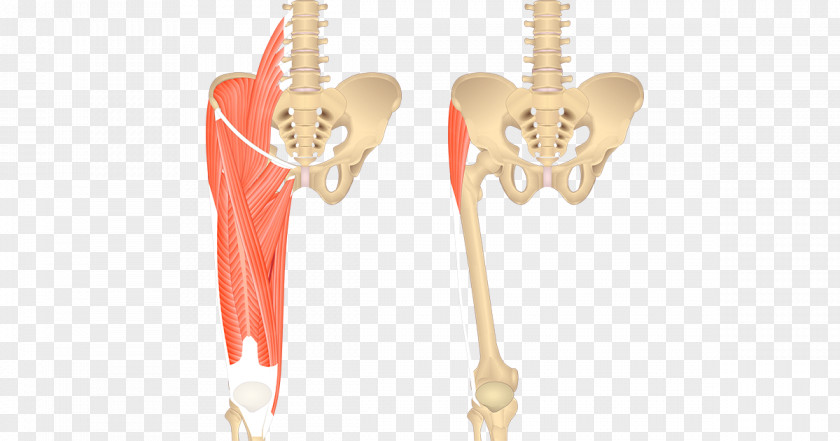 Adductor Brevis Muscle Muscles Of The Hip Longus Sartorius Magnus PNG