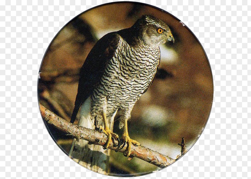 Bird Northern Goshawk Of Prey Owl PNG