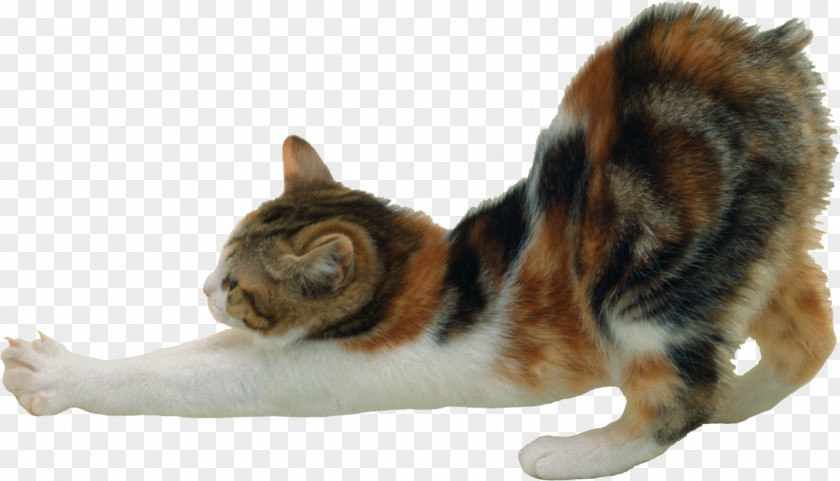 Cats Manx Cat American Bobtail Persian Japanese Scottish Fold PNG