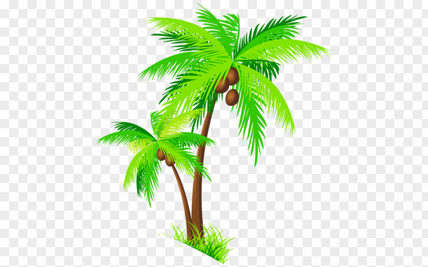 Coconut Arecaceae Tree Clip Art PNG