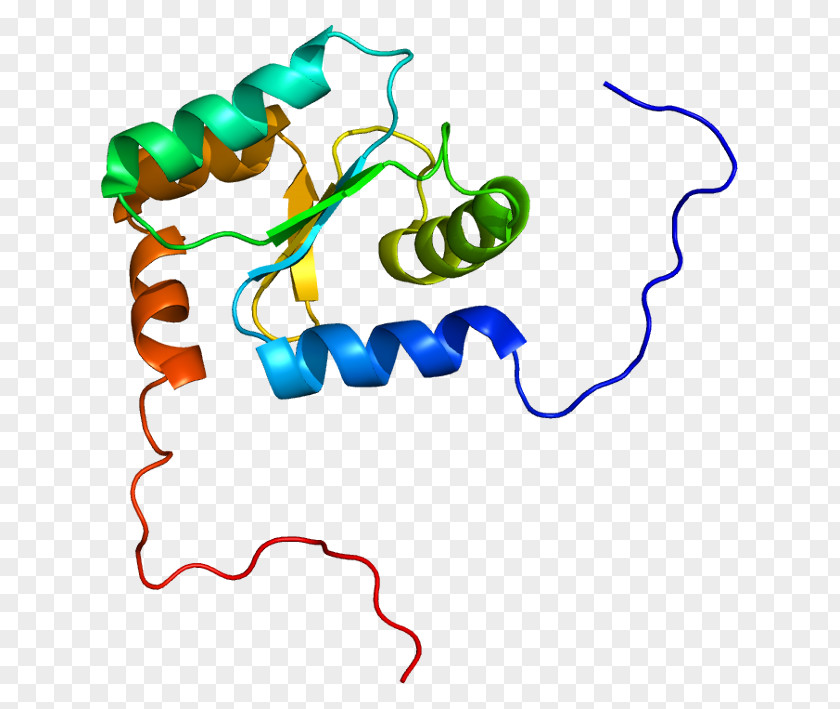 Dendrite GLRX2 Protein Glutaredoxin Gene Glutathione PNG