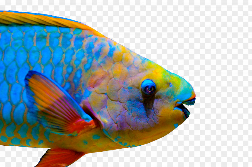 Fish Queen Parrotfish Coral Reef Midnight Tricolor PNG
