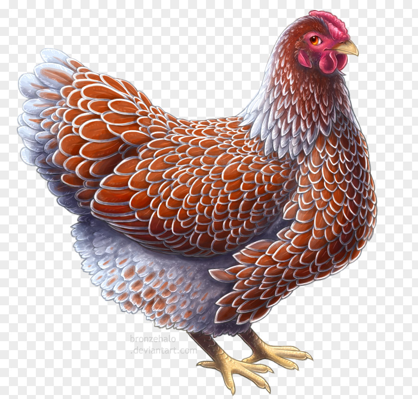 Lovely Hen Daejeon Wyandotte Chicken Drawing Plymouth Rock Art PNG
