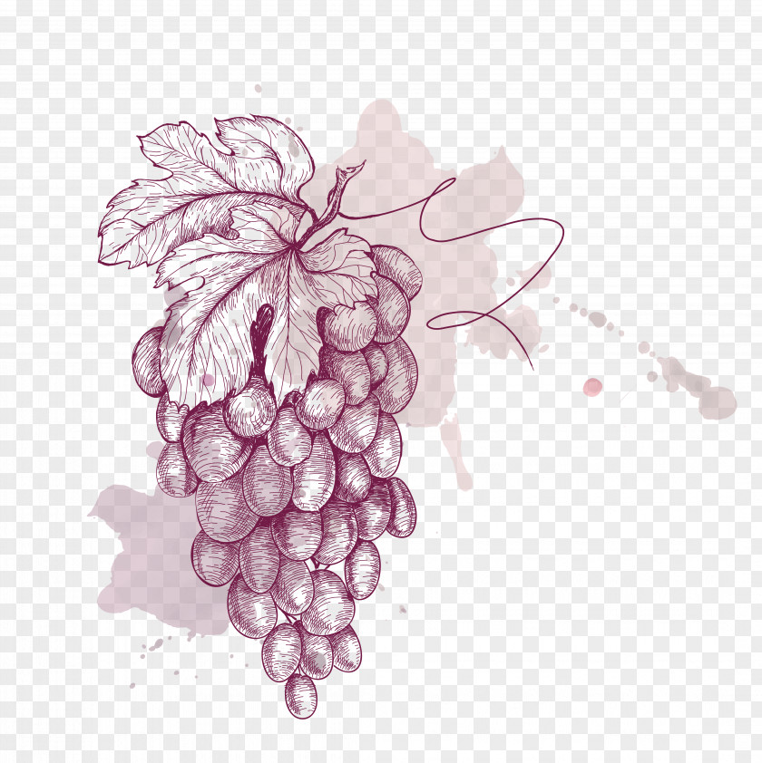 Painted Purple Grapes Vector Material Grape Drawing Illustration PNG