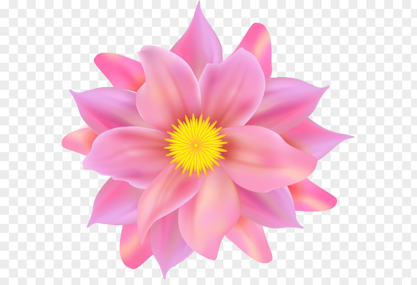 Beauty Scatters Flowers Flower Petal Pink PNG