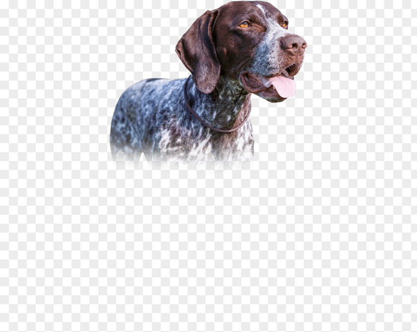 Chow Dog Old Danish Pointer German Shorthaired Breed Hunting PNG