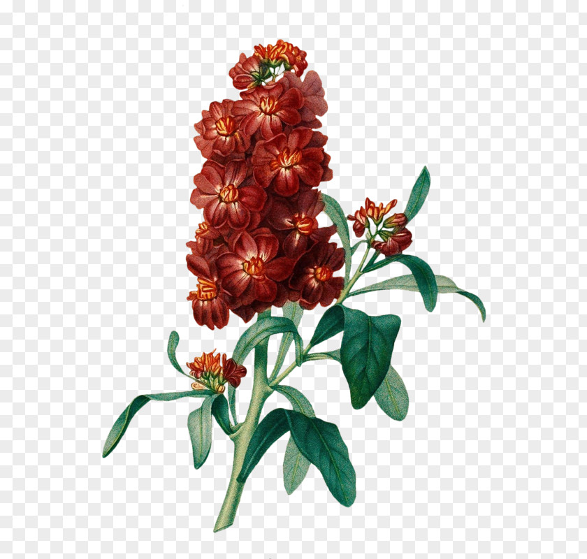 Design Floral Cut Flowers PNG