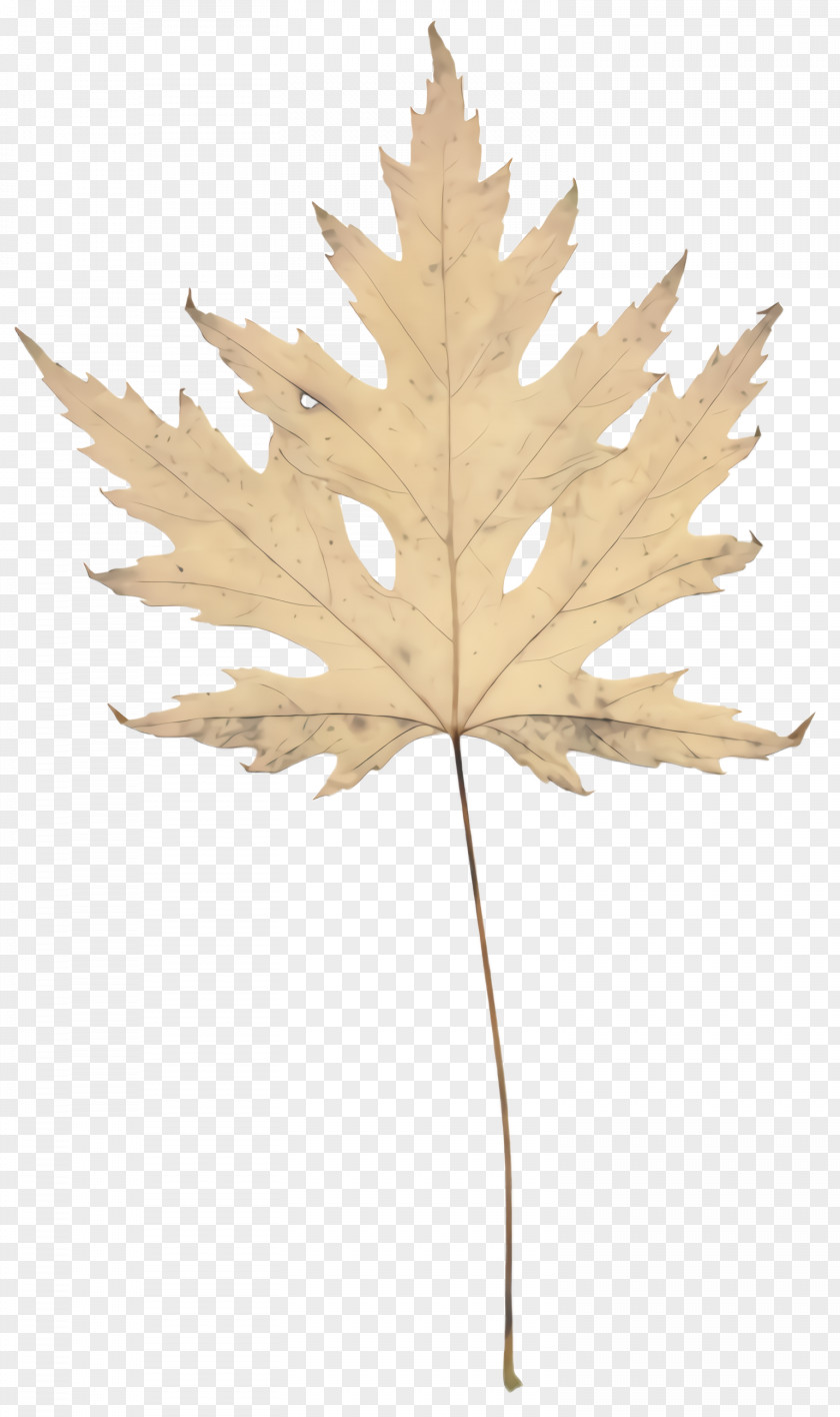 Flower Black Maple Leaf PNG