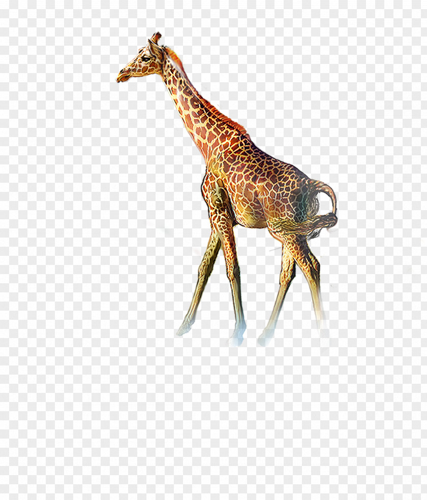 Giraffe Northern Icon PNG