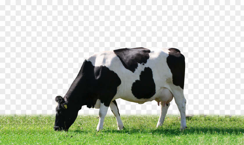 Goat Dairy Cattle Grazing PNG