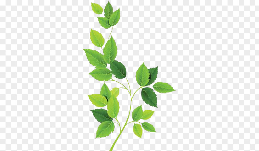 Leaf Green PNG