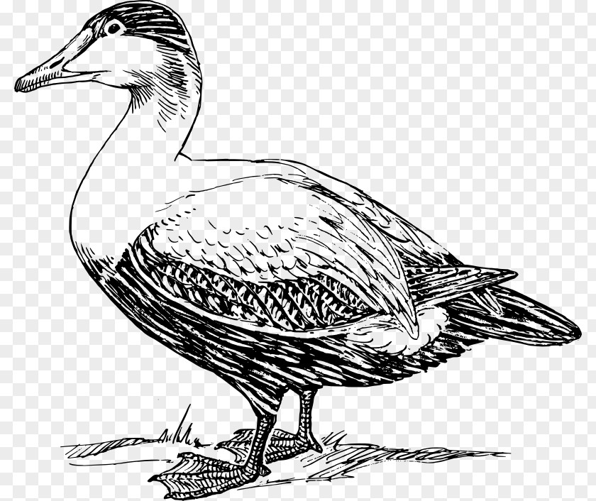 DUCK Domestic Duck Goose Clip Art PNG