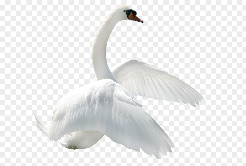 Goose Black Swan Bird Download PNG