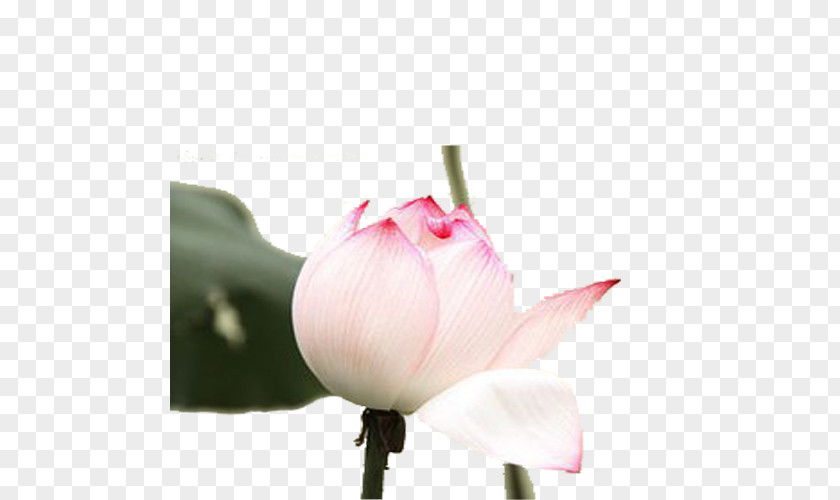Hand-painted Lotus Nelumbo Nucifera Plant Flower PNG