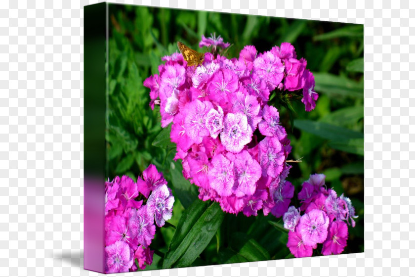 Lacey Border Hydrangea Pink Cut Flowers Vervain Herbaceous Plant PNG