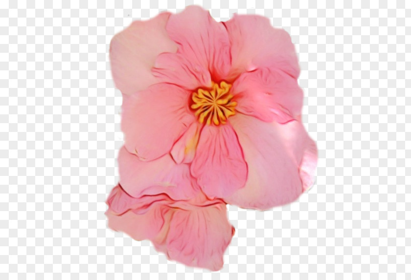 Mallow Family Peach Petal Pink Flower Plant Begonia PNG
