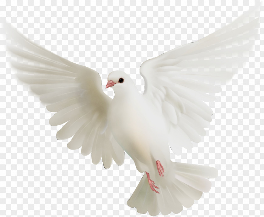 Peace Beak Pigeons And Doves Bird Transparency Release Dove Animal PNG