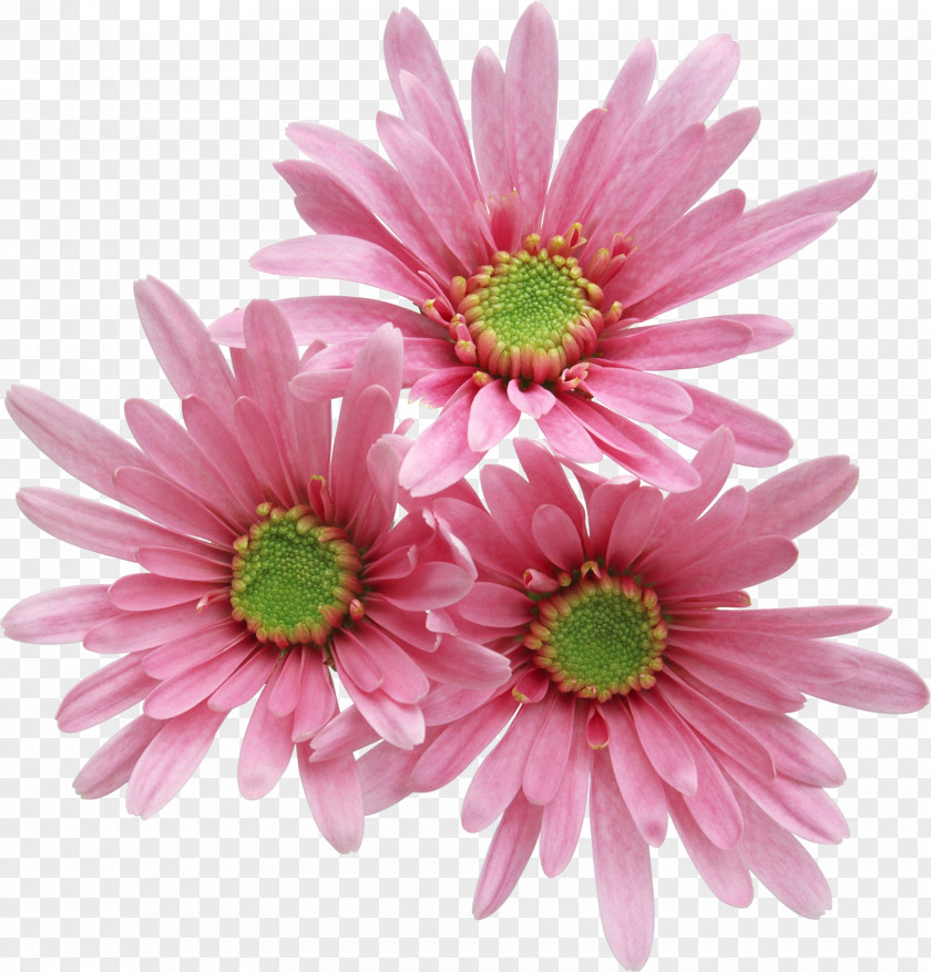 Pink Gerbera Flowers Rose PNG