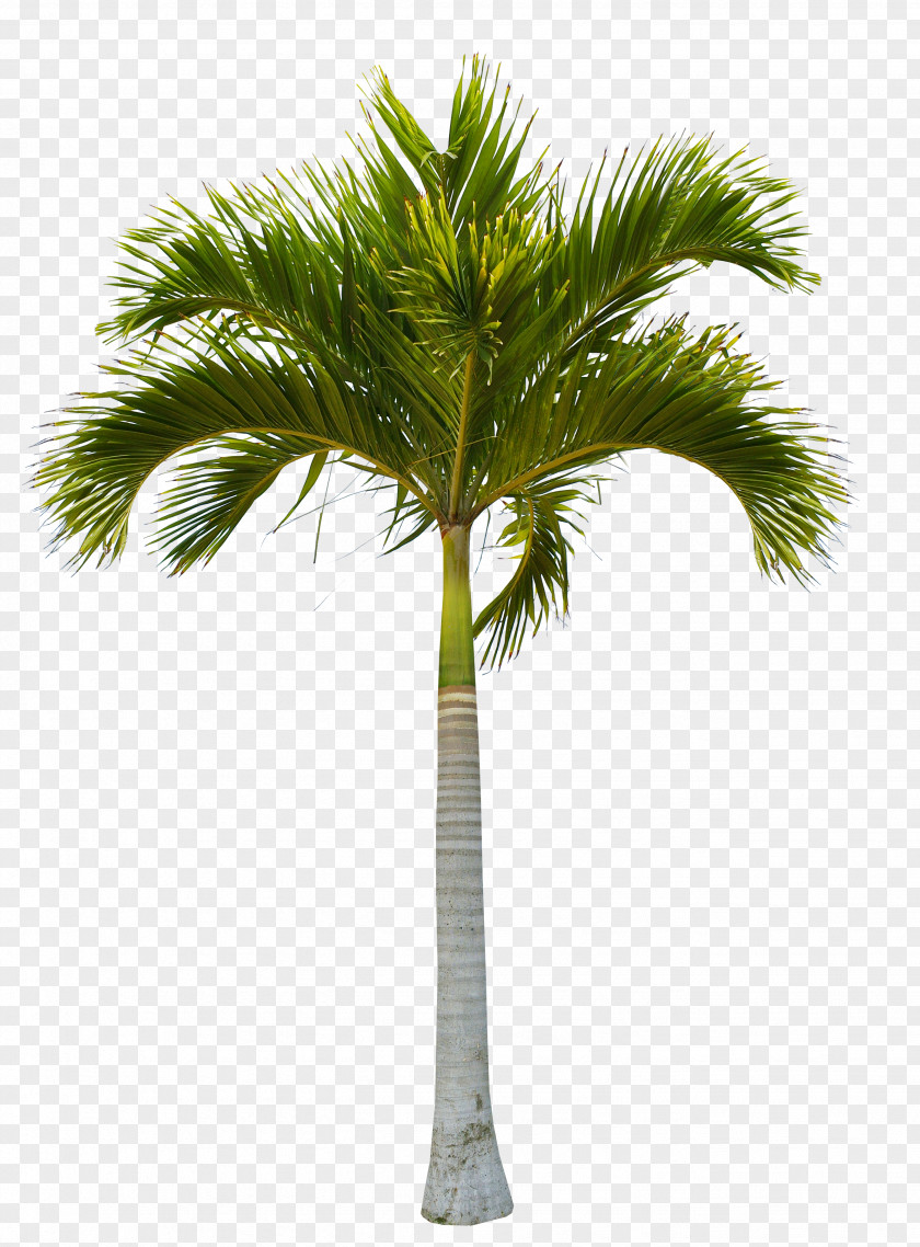 Beautiful Green Coconut Trees Tree Clip Art PNG