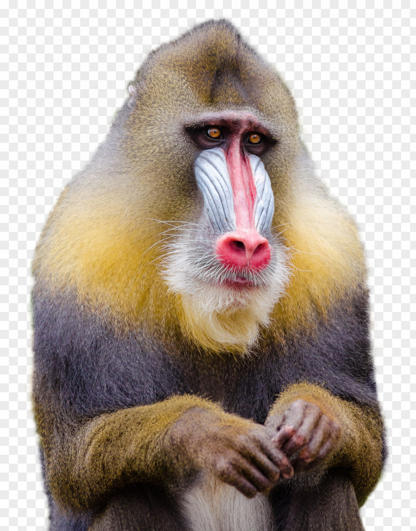Mandrill Monkey Baboons Macaque PNG