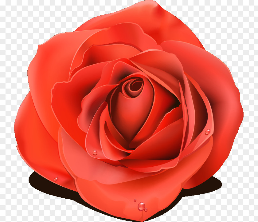 One Flower Rose Valentines Day PNG