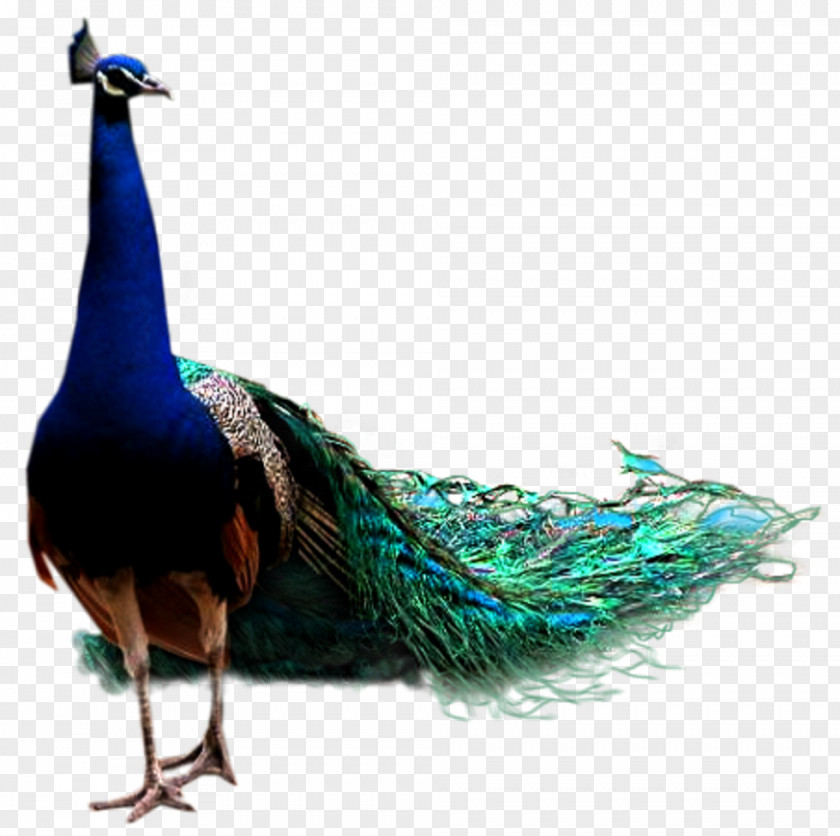 Bird Peafowl Transparency Clip Art PNG