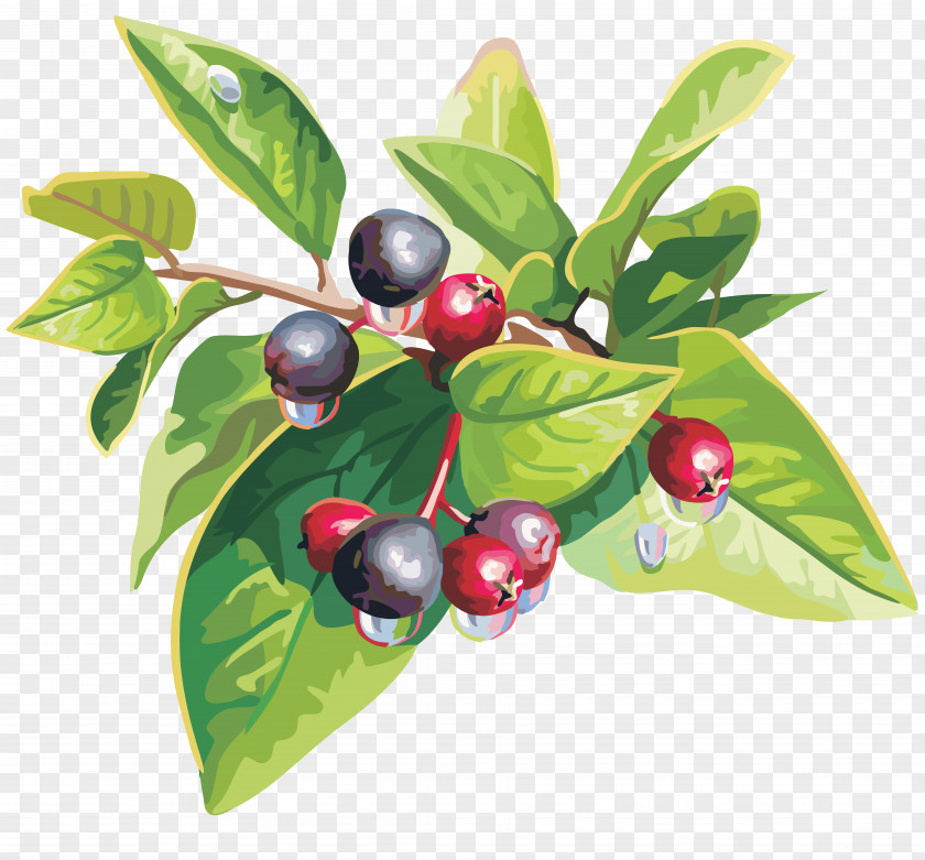Blueberry Fruit Cherry Auglis PNG