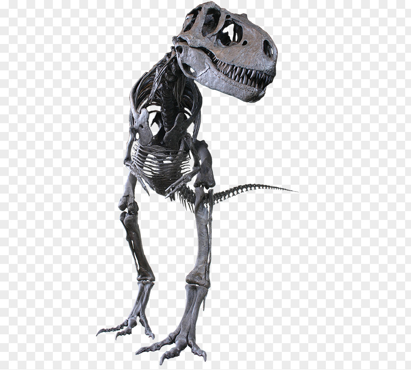 Fossil Turtle Skeleton Albertosaurus Tyrannosaurus Rocky Mountain Dinosaur Resource Center Daspletosaurus Gorgosaurus PNG