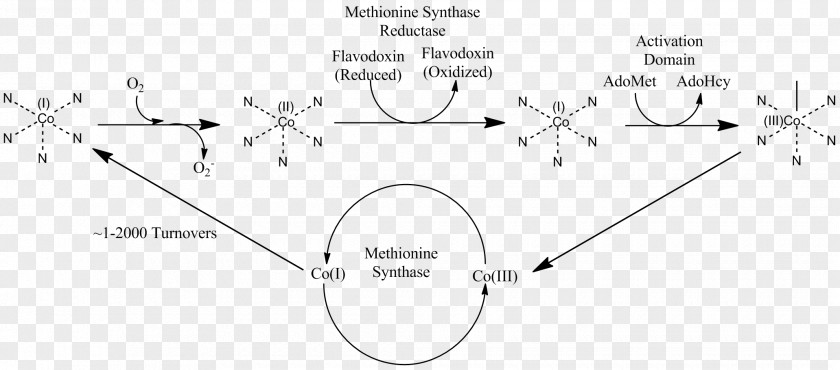 Pathway Methionine Synthase Homocysteine MTRR Vitamin B-12 PNG