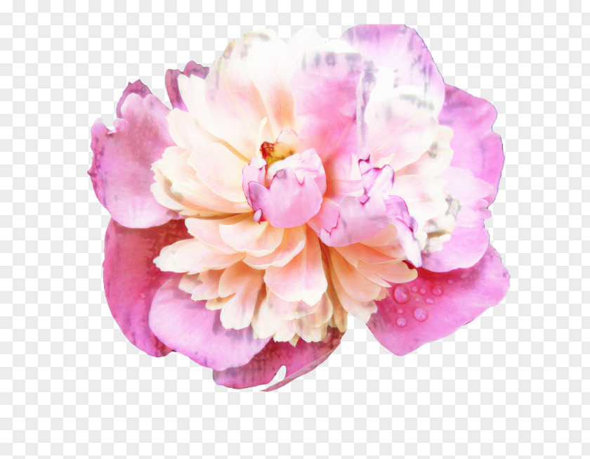 Peony Cabbage Rose Cut Flowers Orchids Herbaceous Plant PNG
