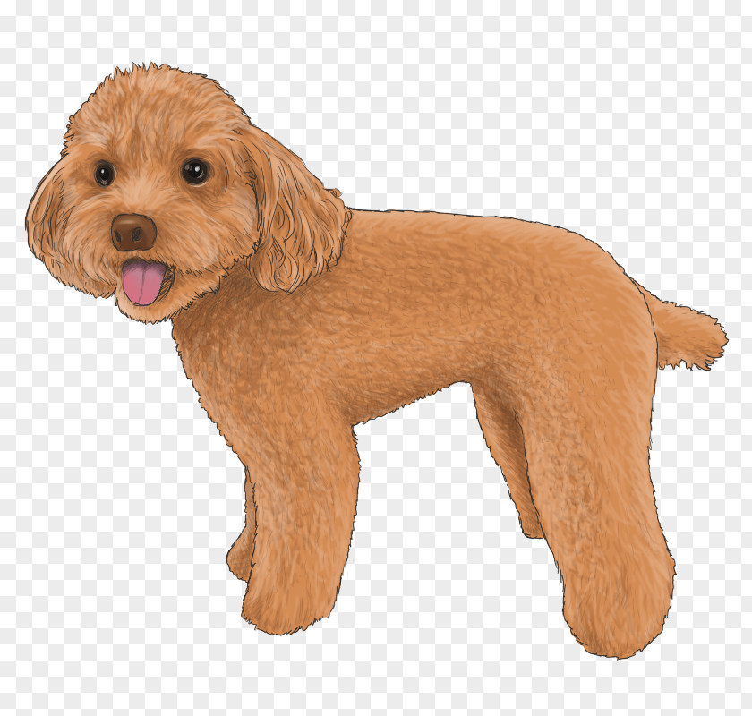 Puppy Goldendoodle Cockapoo Schnoodle Cavapoo Miniature Poodle PNG