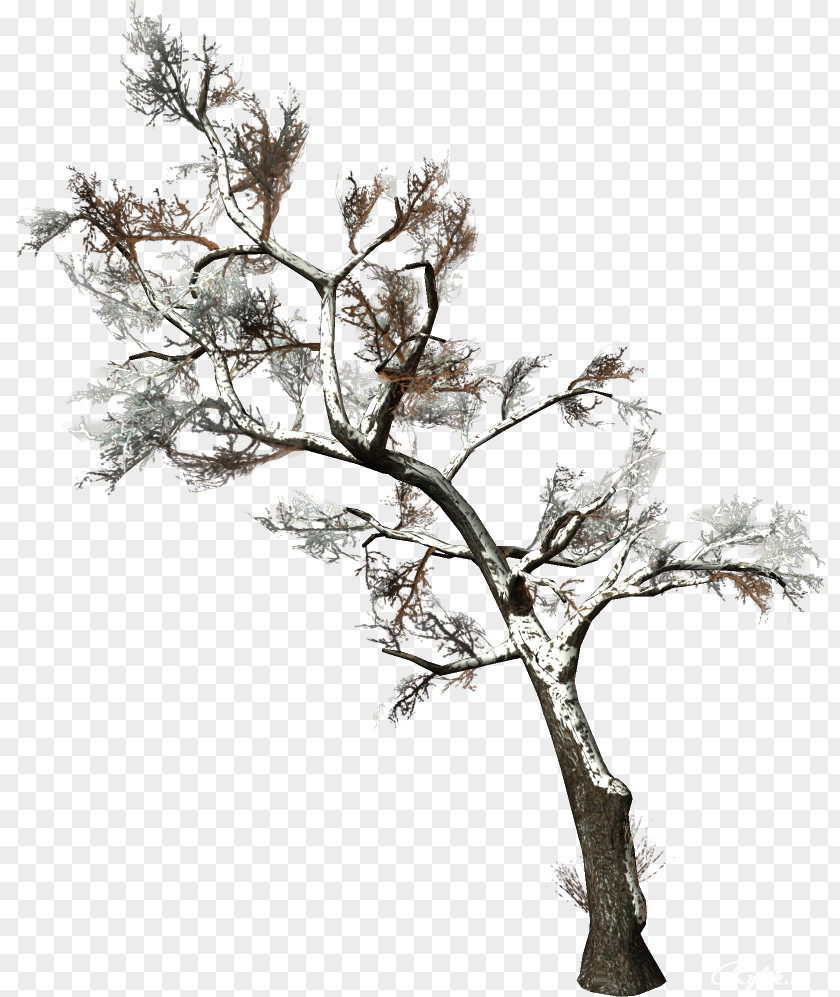 Vigor Green Trees Pictures Tree Branch Woody Plant Clip Art PNG