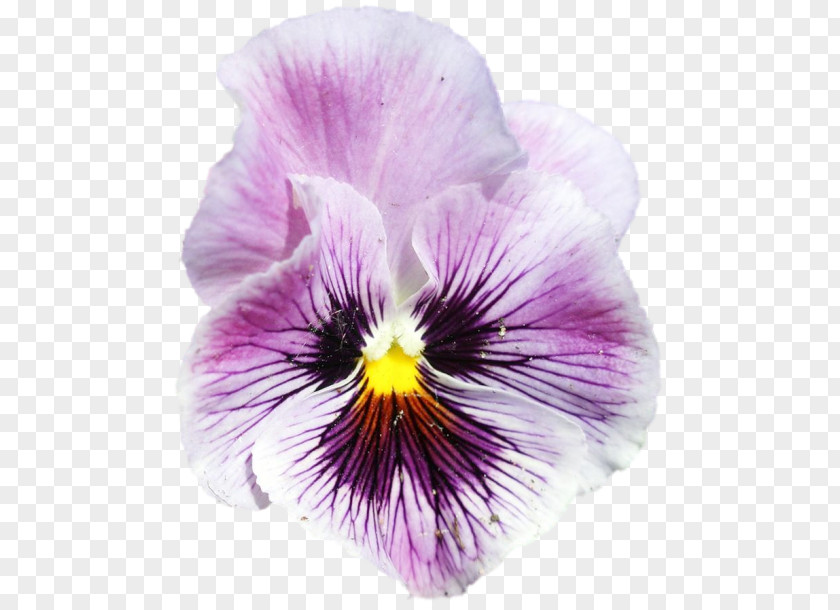 Violet Pansy PNG