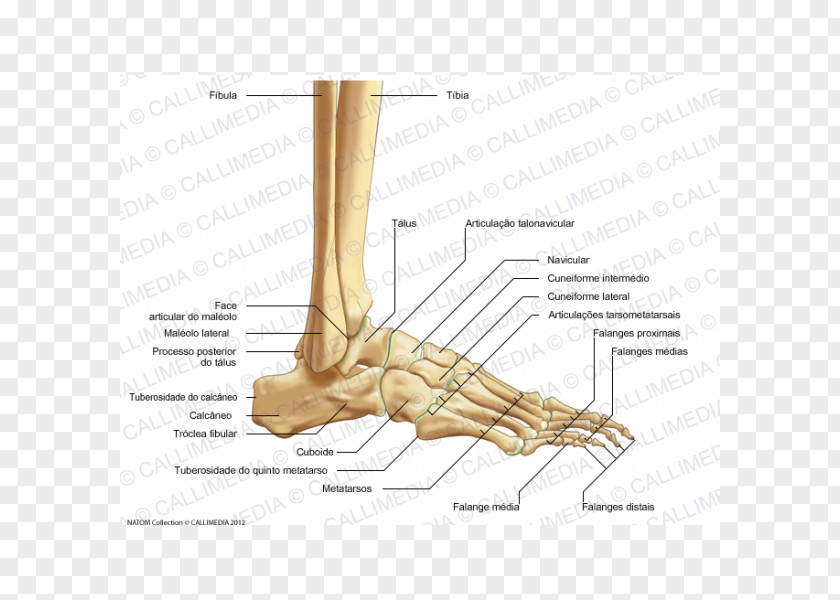 Bone Foot Anatomy Human Joint PNG