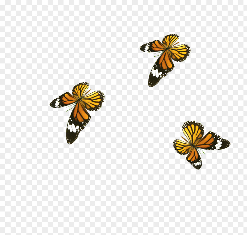 Butterfly Honey Bee Download PNG