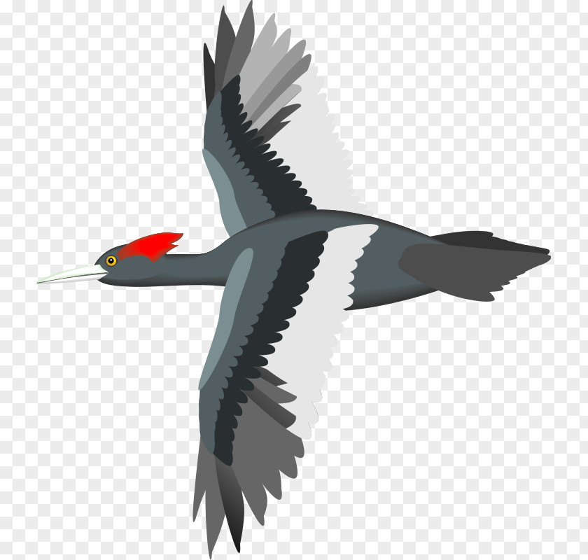 Free Bird Vector Flight Sparrow Parrot Goose PNG