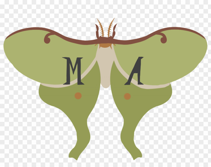 Insect Moth Wing Clip Art PNG