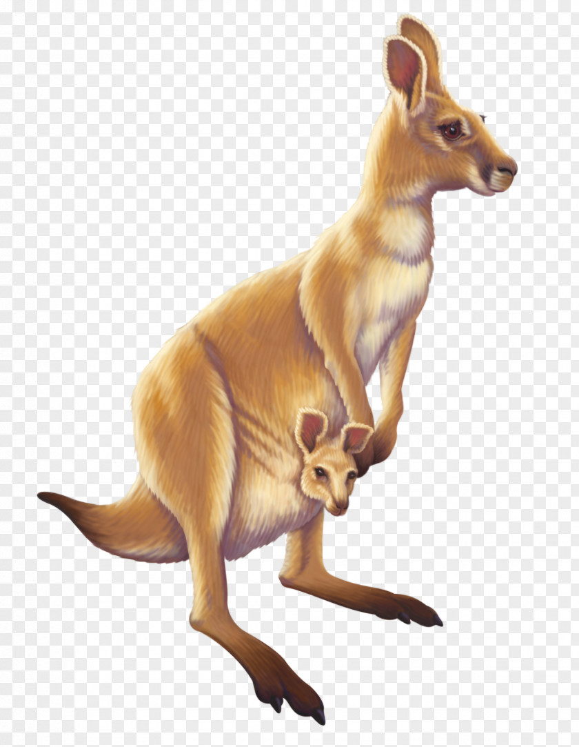 Kangaroo Australia Animal PNG